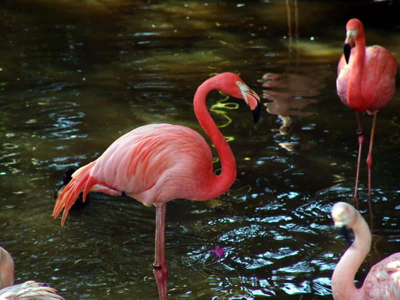 Segundo minha mulher (que  do Amap) s existem flamingos no Brasil no Amap (Na natureza...)